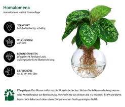 Waterplant Homalomena im Kugelglas - Homalomena wallisii 'Camouflage', ca. 30 cm