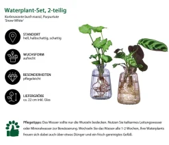 Waterplant-Set Duo in bunten Gläsern, 2-teilig