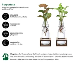 Waterplant-Set Purpurtute in Glasflaschen - Syngonium podophyllum, 2-teilig