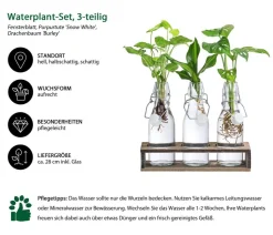 Waterplant-Set Trio in Glasflaschen, 3-teilig