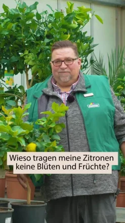Weißbunte Zitrone 'Variegata'