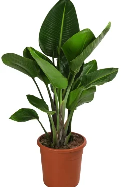 Weiße Strelitzie - Strelitzia alba