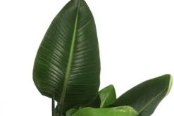 Weiße Strelitzie - Strelitzia alba