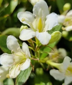 Weigelie 'Picobella'