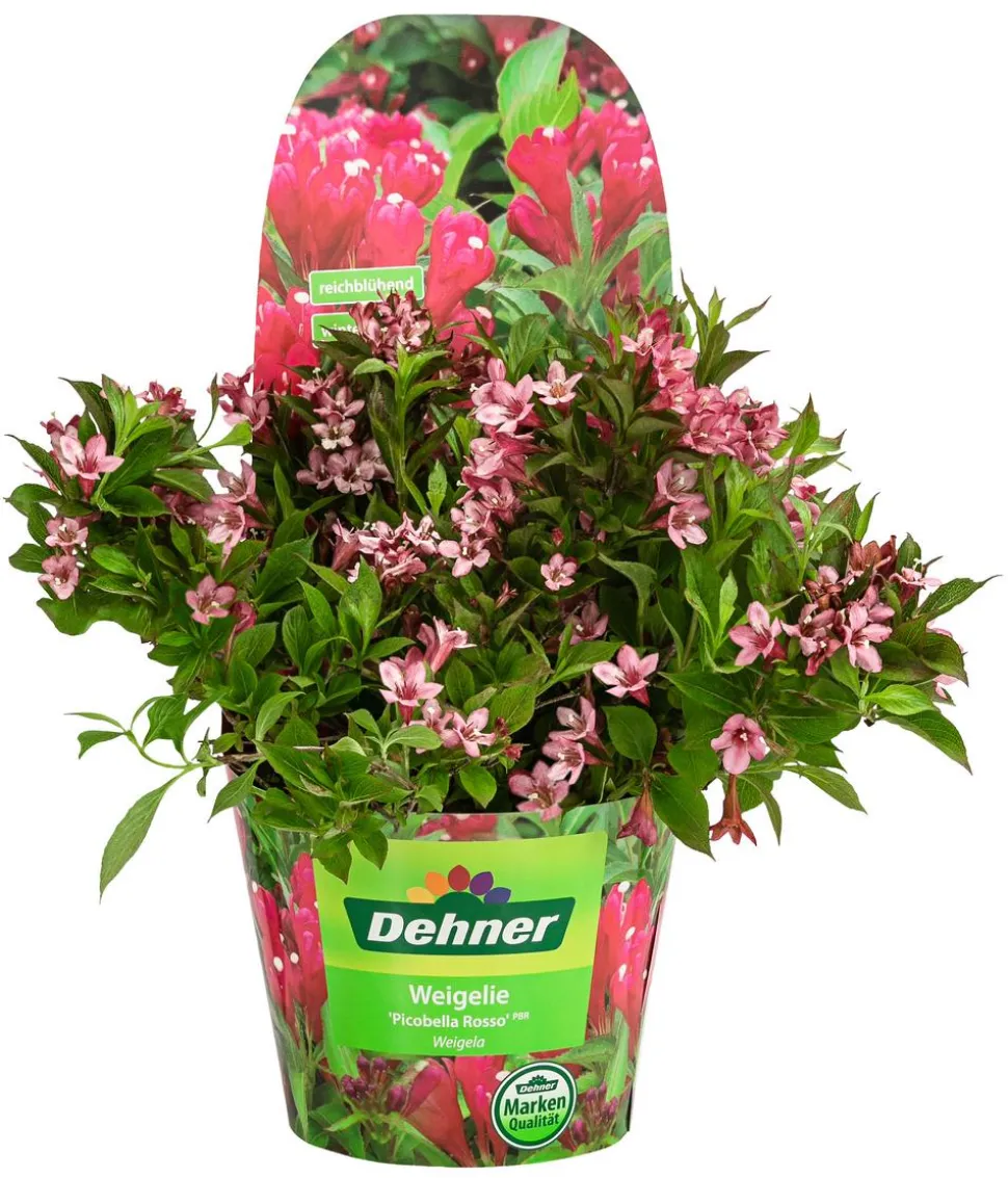 Weigelie 'Picobella'