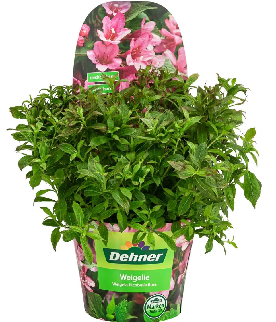 Weigelie 'Picobella'
