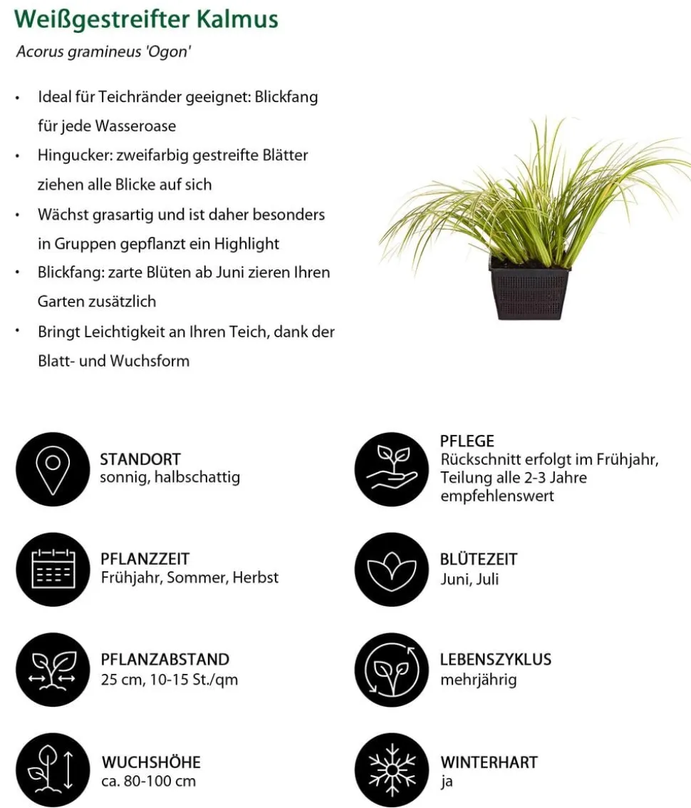 Weißgestreifter Kalmus 'Ogon'