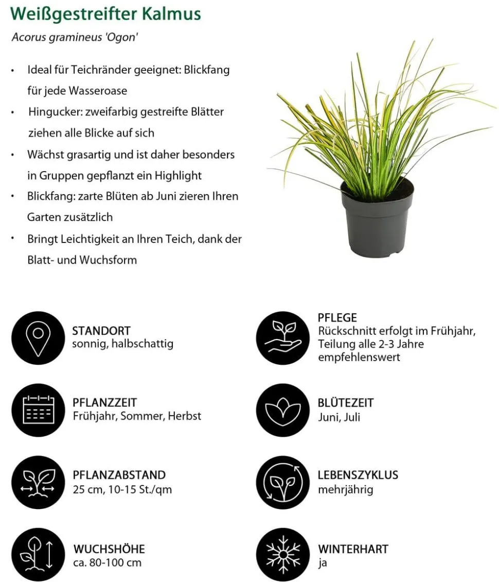 Weißgestreifter Kalmus 'Ogon'
