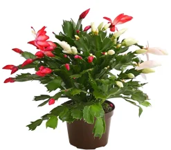 Weihnachtskaktus-Duo - Schlumbergera x buckleyi