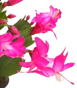 Weihnachtskaktus - Schlumbergera x buckleyi, verschiedene Farben