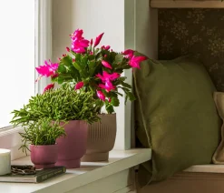 Weihnachtskaktus - Schlumbergera x buckleyi, verschiedene Farben