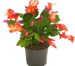 Weihnachtskaktus - Schlumbergera x buckleyi, verschiedene Farben
