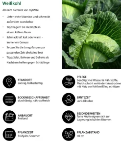 Weißkohl, 6er Schale