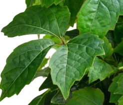 Wilder Wein 'Veitchii'