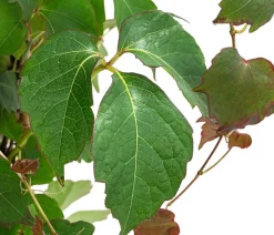 Wilder Wein 'Veitchii' - Dreispitz-Jungfernrebe