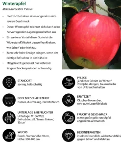 Winterapfel 'Pinova'