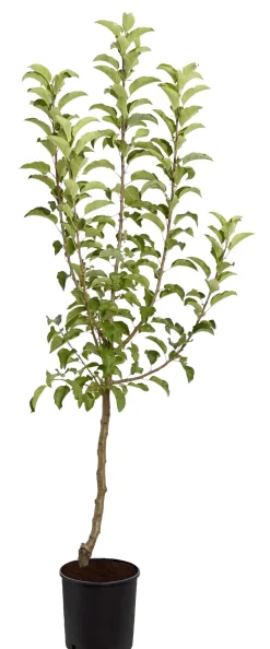 Winterapfel 'Pinova'