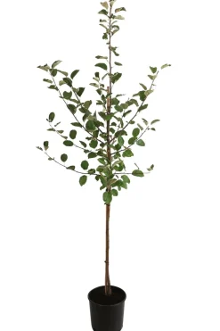 Winterapfel 'Roter Boskoop'