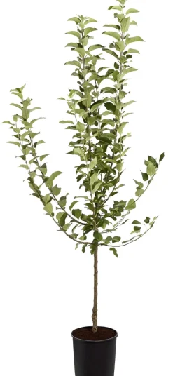 Winterapfel 'Goldparmäne'