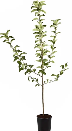 Winterapfel 'Jonagold'