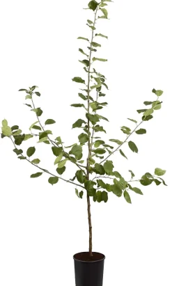 Winterapfel 'Roter Boskoop'