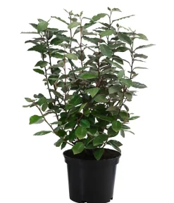 Wintergrüne Ölweide 'Compacta'