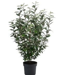 Wintergrüne Ölweide 'Compacta'