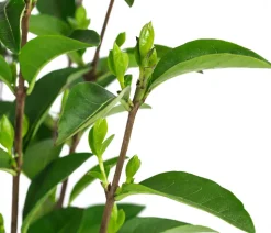 Wintergrüner Liguster 'Atrovirens'