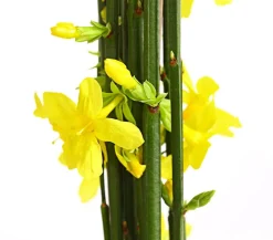 Winter-Jasmin