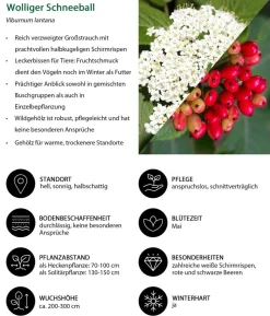 Wolliger Schneeball