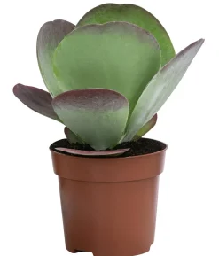 Wüstenkohl - Kalanchoe thyrsiflora 'Red Lips'