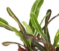 Wunderstrauch - Codiaeum variegatum, verschiedene Sorten