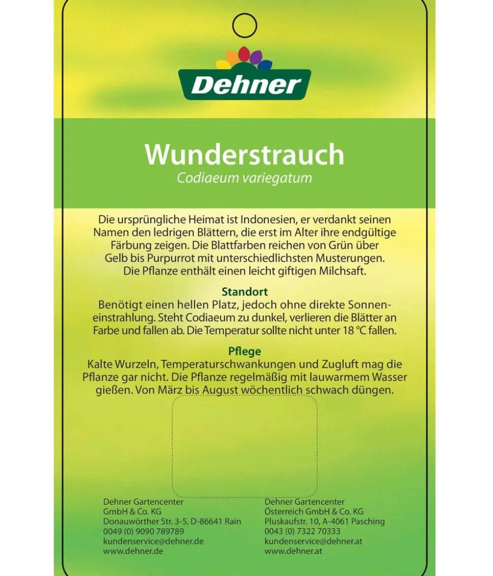 Wunderstrauch - Codiaeum variegatum, verschiedene Sorten