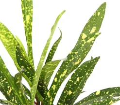 Wunderstrauch - Codiaeum variegatum, verschiedene Sorten