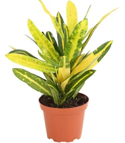 Wunderstrauch - Codiaeum variegatum, verschiedene Sorten