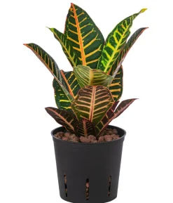 Wunderstrauch - Codiaeum variegatum 'Petra', Hydrokultur