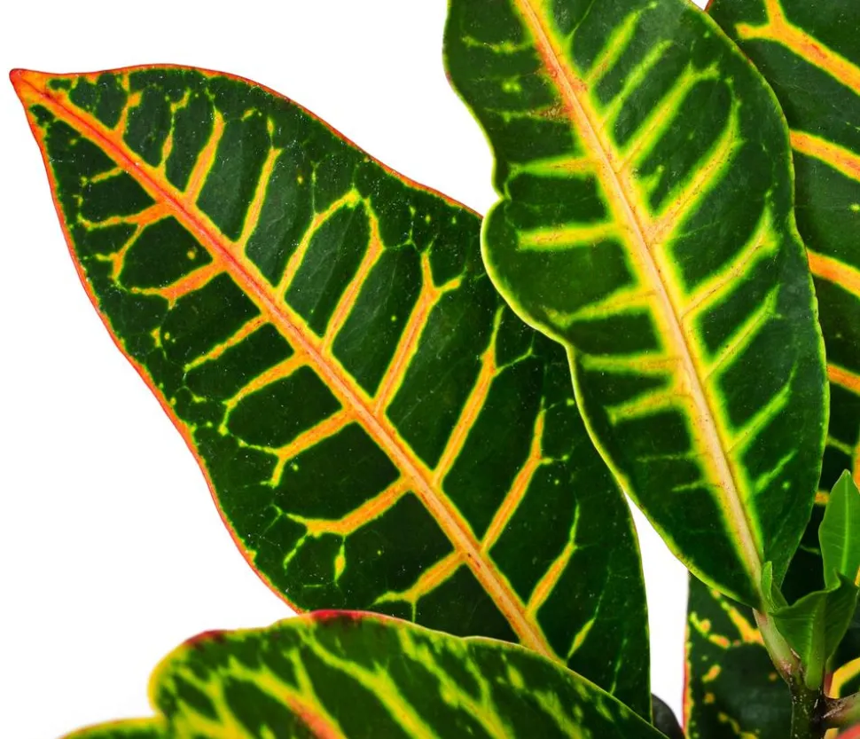 Wunderstrauch - Codiaeum variegatum 'Petra', Hydrokultur