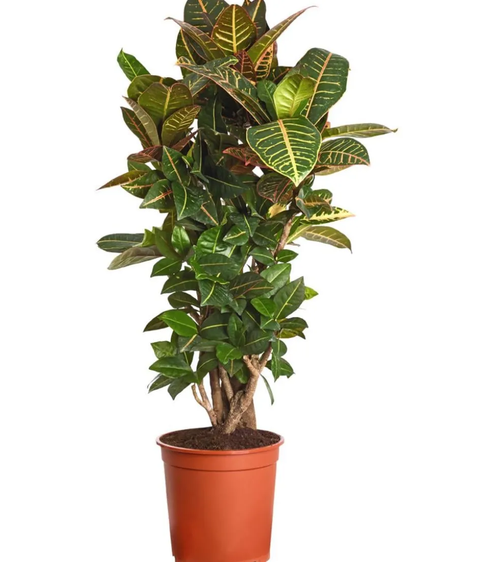 Wunderstrauch - Codiaeum variegatum 'Petra'