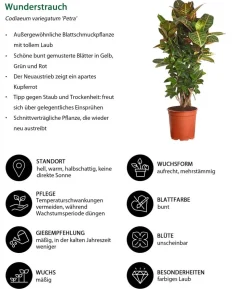 Wunderstrauch - Codiaeum variegatum 'Petra'
