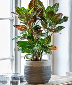 Wunderstrauch - Codiaeum variegatum 'Petra'