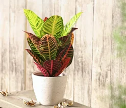 Wunderstrauch - Codiaeum variegatum 'Petra'
