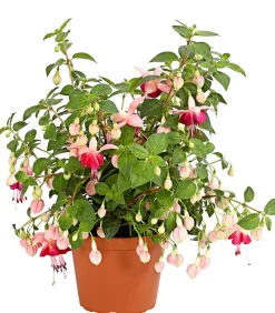 XXL Fuchsie, stehend, verschiedene Sorten