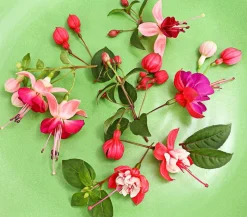 XXL Fuchsie, stehend, verschiedene Sorten