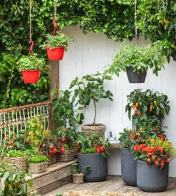 XXL Hängebegonie 'Belina Orange'