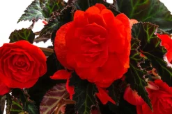 XXL Hängebegonie 'Belina Orange'