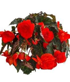XXL Hängebegonie 'Belina Orange'
