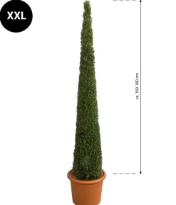 XXL Lebensbaum 'Smaragd' Torwächter