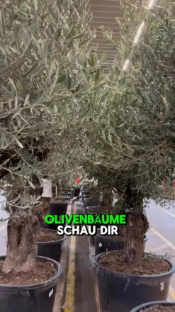 XXL Olivenbaum, ca. 160-180 cm