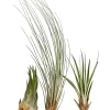 XXL Tillandsien-Set - Tillandsia Hybride, 3-teilig
