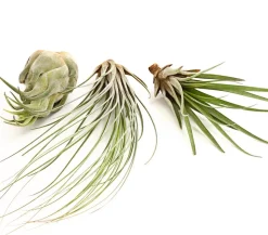 XXL Tillandsien-Set - Tillandsia Hybride, 3-teilig